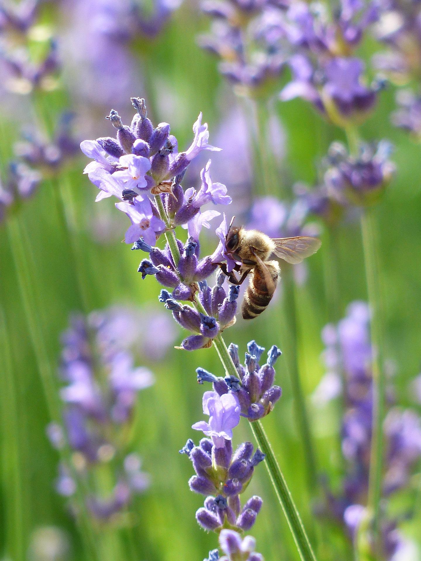 bee-gb8b9c9de3_1920